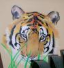 Tigre by  Cria