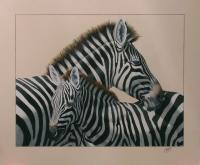 Zebras by Dallas Nyberg