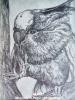 Parrot by  Mihaela Sebeni