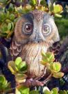Gufo comune by Rita Focus21
