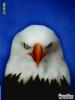 Eagle by Juca Jr