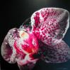 Orchid by Luca Pagan