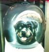 Doggy Zeus by  Lupo69