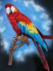 Macaw by  Sugartastic