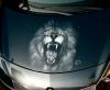 Roarin lion by Paco Del Mar