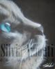 Cat 2 by Silvia Amonti