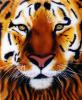 Portrait de tigre