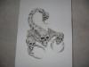 scorpion