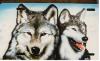 wolf by  Streetart