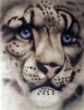 Snow Leopard by Szab?? Iv?&deg;n