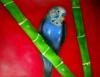Parrot by Szab?? Iv?&deg;n