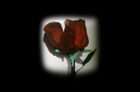Rose by  Deko Design Air