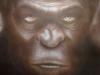 ape by  Dimkart