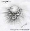 skull boceto di Eduardo E.jesus
