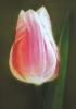 tulipano by Eleonora Furno