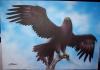 anatolian eagle by Evrim Duyar