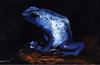 Frosch by Sandro Lindner