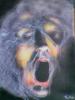 uriah heep by Franco Franksolo