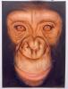 chimpanze by Giorgio Uccellini