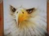 Eagle by  Kiranera