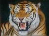 Tigre  by  Kiranera