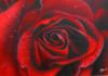 rosa by Mr Aerografie