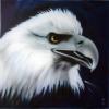 eagle by Mark Welton