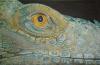 Eye of the Iguana di Mark Welton