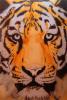 Endangered di Mark Welton