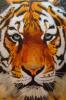 Endangered di Mark Welton