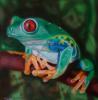 Red eyed tree frog di Mark Welton