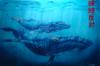 Stop killing Whales di Mark Welton
