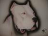 dogo argentino by Salvo Musumeci Aerogr