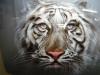 Tiger by  Olga Zinkov