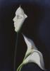 Giglio Maschera  by Octavio Ocampo