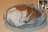 il mio cane Byron by Palma Casale
