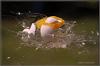 egg-jump by Ralf R-Brush