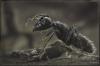 ant, made in france by Ralf R-Brush