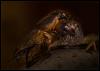 fighting in the dark by Ralf R-Brush