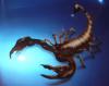 scorpion by Renzo Mazzini