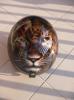 tigre by  San
