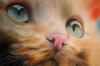 Gatto by  Sergiobuzzi