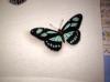 Butterflies by  Dirt Paint
