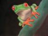 Frog 2 by  Tommaso1359