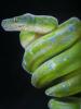 green snake by  Tuzzo Art