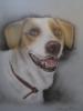 il mio cane by  Tuzzo Art