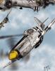 Mustang by Gary Zuyus