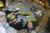 Coi pond progress by Gary Zuyus